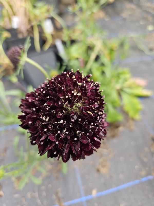 Scabiosa atropurpurea 'Black Knight' Scabiosa atropurpurea 'Black Knight'