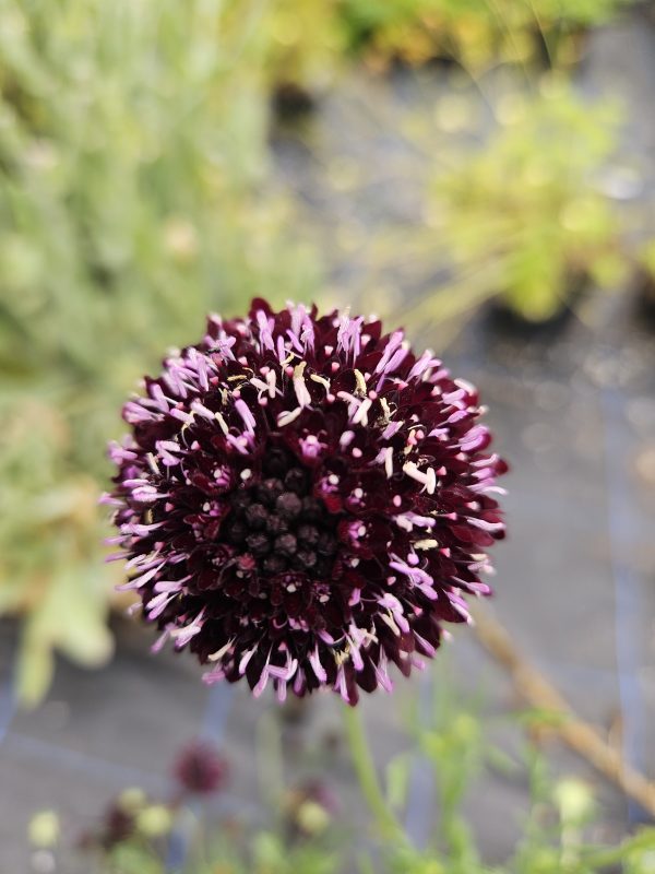 Scabiosa atropurpurea 'Black Knight'2 Scabiosa atropurpurea 'Black Knight'