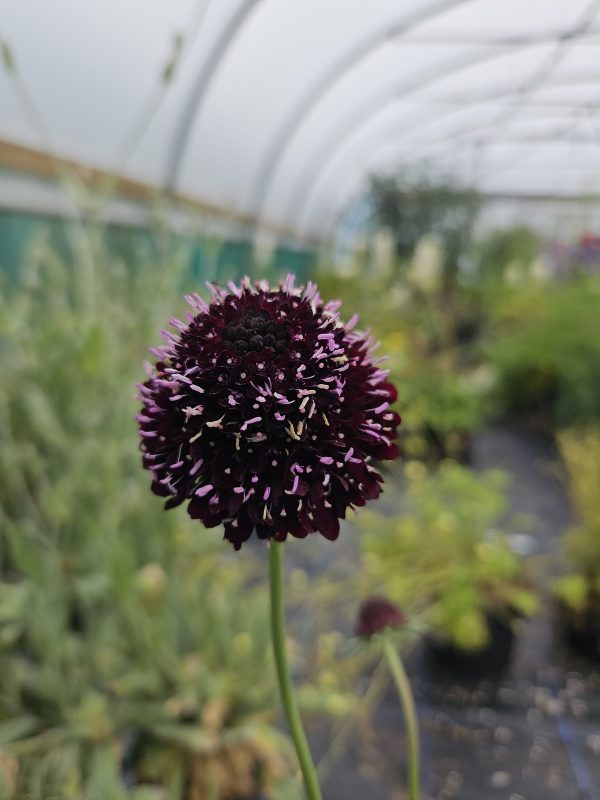 Scabiosa atropurpurea 'Black Knight'3 Scabiosa atropurpurea 'Black Knight'