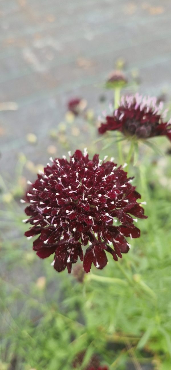 Scabiosa black knight