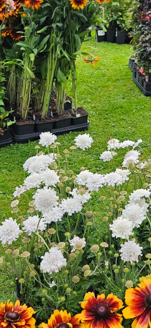 Screenshot_20241210_212045_Gallery