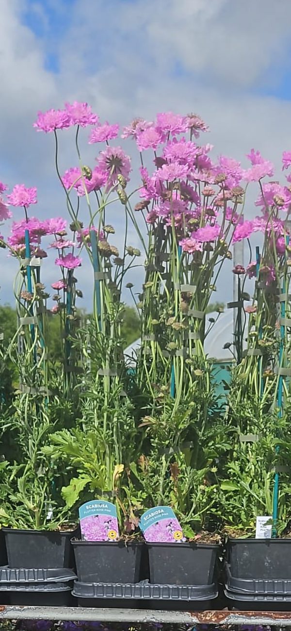 Screenshot_20241215_230214_Gallery