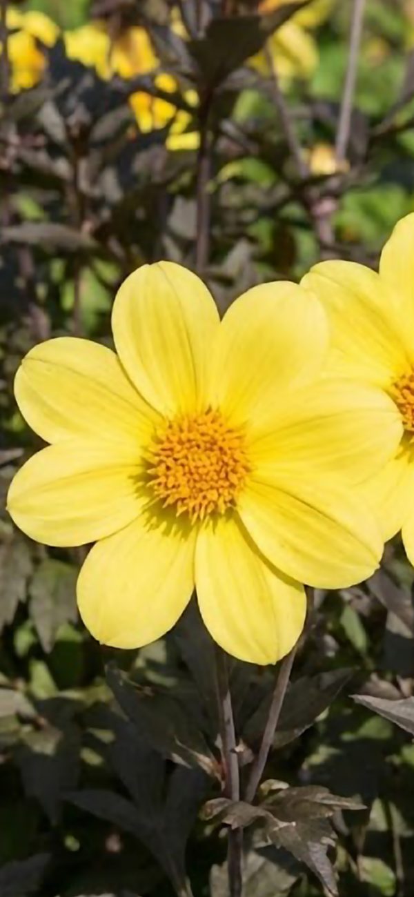 Dahlia 'Happy Days Yellow'