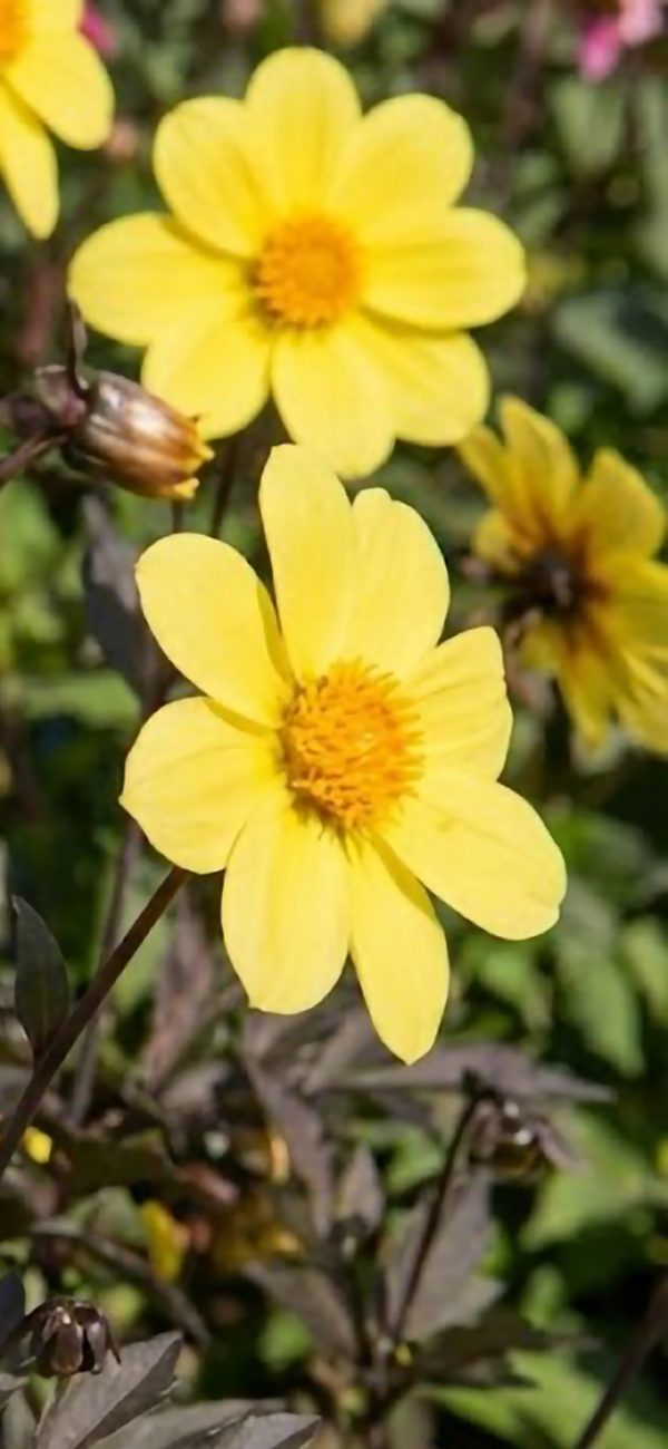 Dahlia 'Happy Days Yellow'