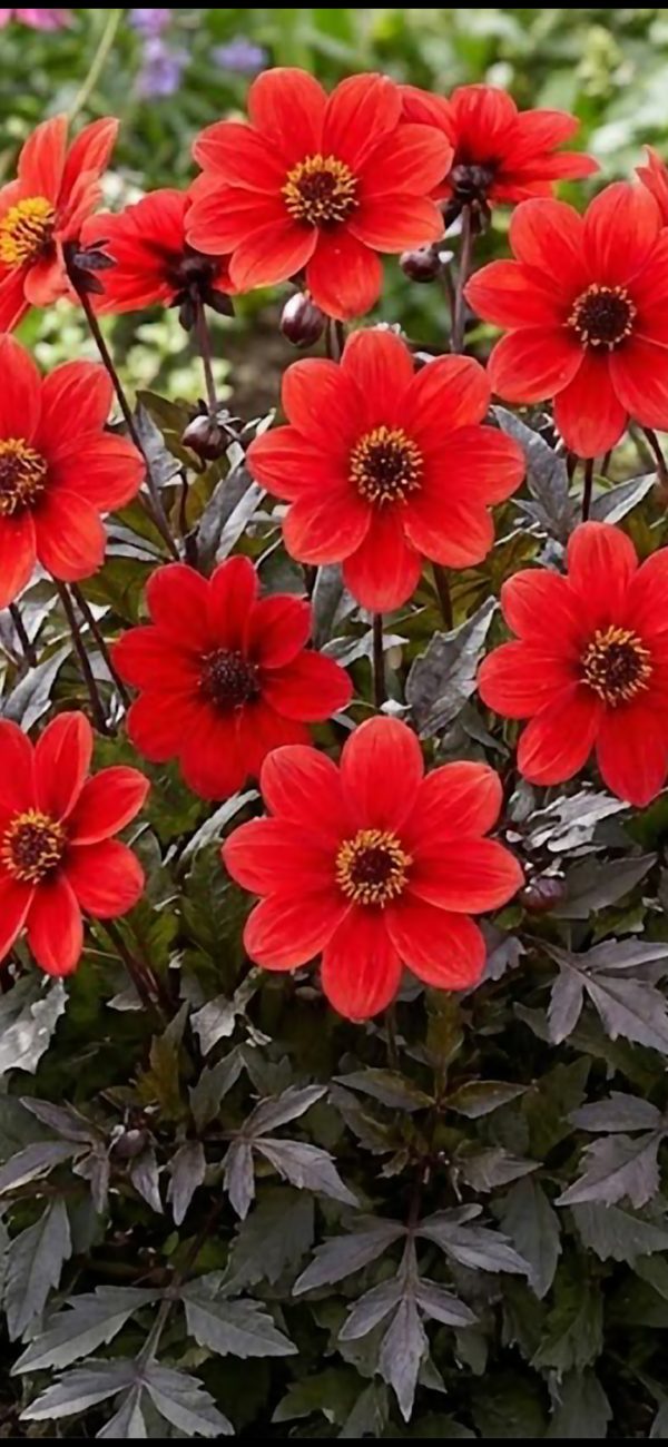 Dahlia 'Happy Days Scarlet' Dahlia 'Happy Days Scarlet'