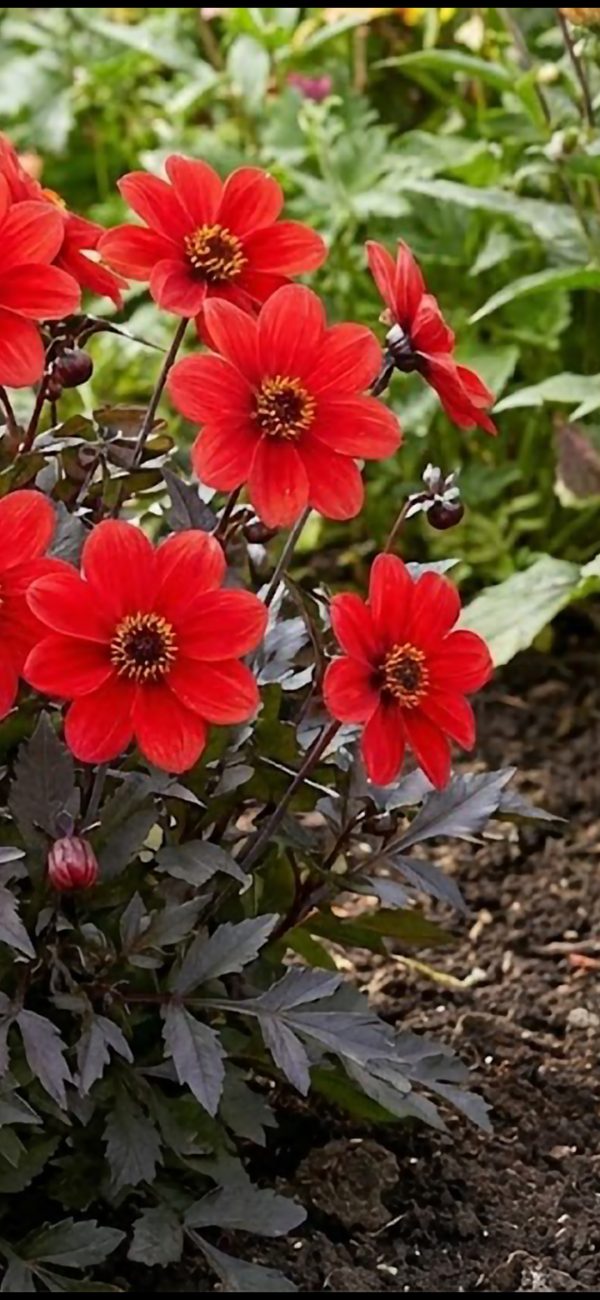 Dahlia 'Happy Days Scarlet' Dahlia 'Happy Days Scarlet'