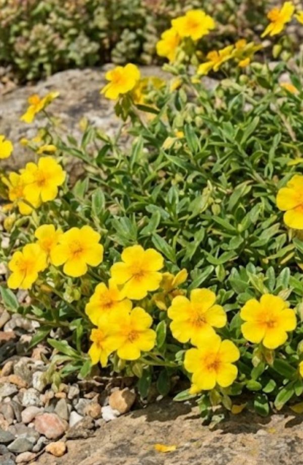 Helianthemum 'Golden Queen'
