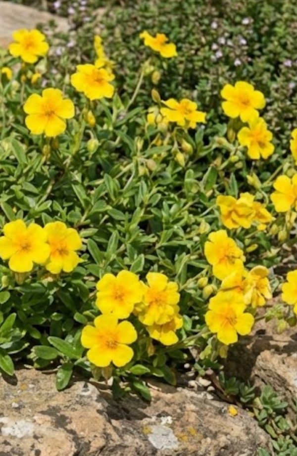 Helianthemum 'Golden Queen'