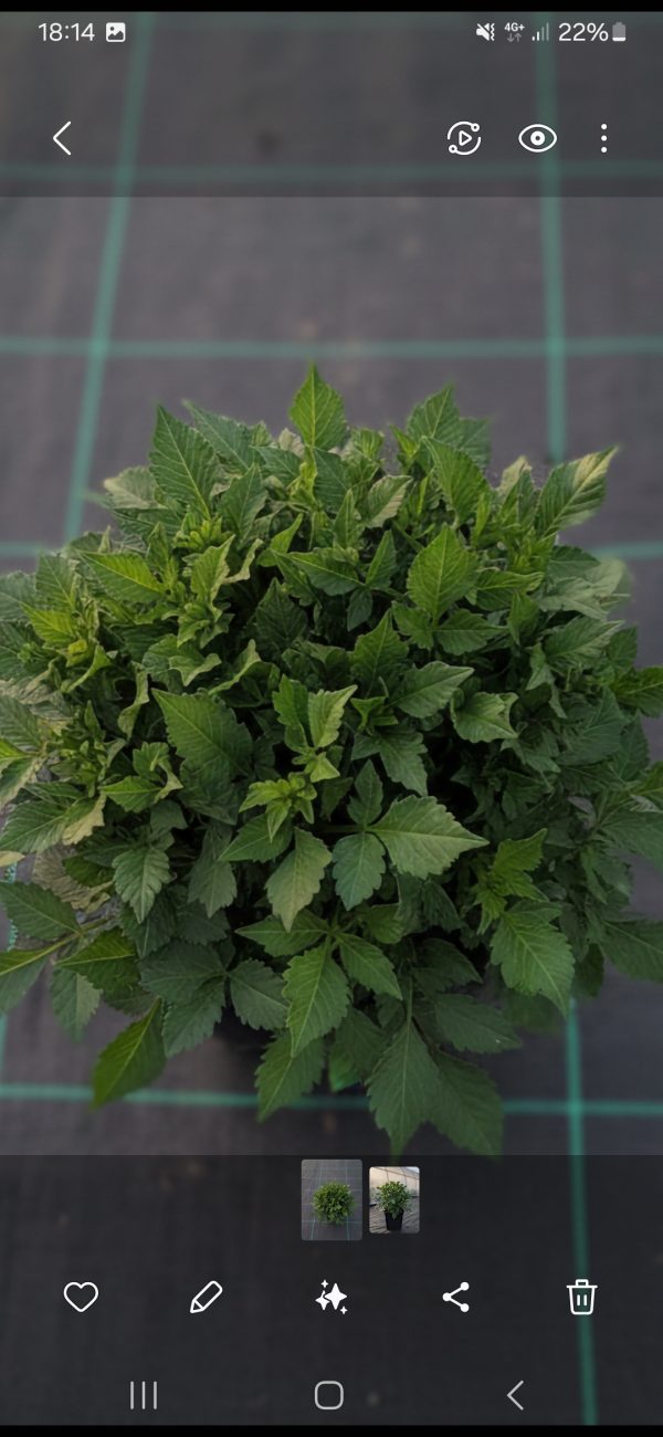 Dahlia 'Lubega XL Yellow' Dahlia 'Lubega XL Yellow'