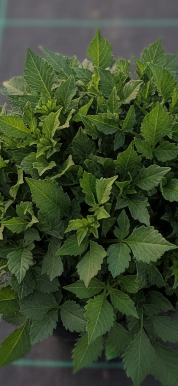 Dahlia 'Lubega XL Yellow' Dahlia 'Lubega XL Yellow'