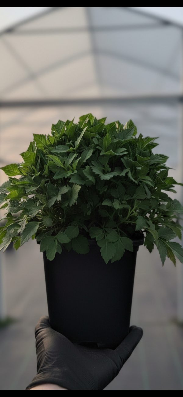 Dahlia 'Lubega XL Burgundy'