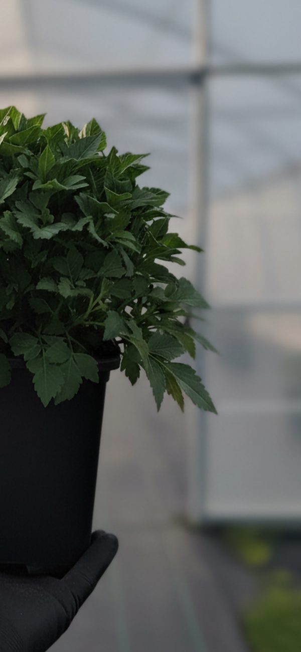 Dahlia 'Lubega XL Burgundy'