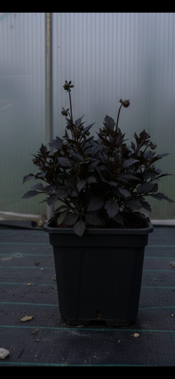 Dahlia 'Lubega Dark Red Glow' PBR