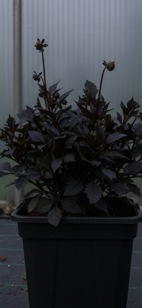 Dahlia 'Lubega Dark Red Glow' PBR