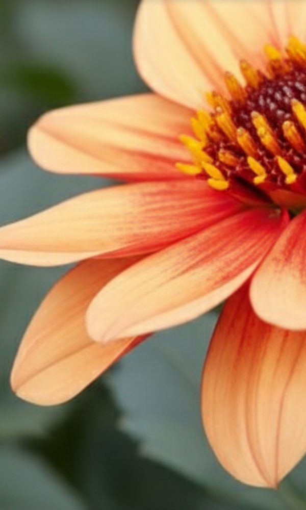 Dahlia 'Lubega Dark Orange' PBR Dahlia 'Lubega Dark Orange' PBR
