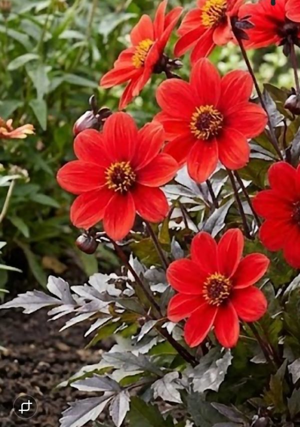 Dahlia 'Happy Days Scarlet' Dahlia 'Happy Days Scarlet'