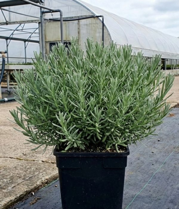 Lavandula stoechas Butterfly Garden 'Early Summer Improved'