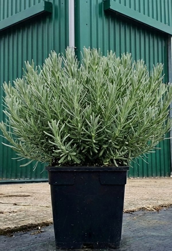 Lavandula stoechas Butterfly Garden 'White Giant Improved' Lavandula stoechas Butterfly Garden 'White Giant Improved'