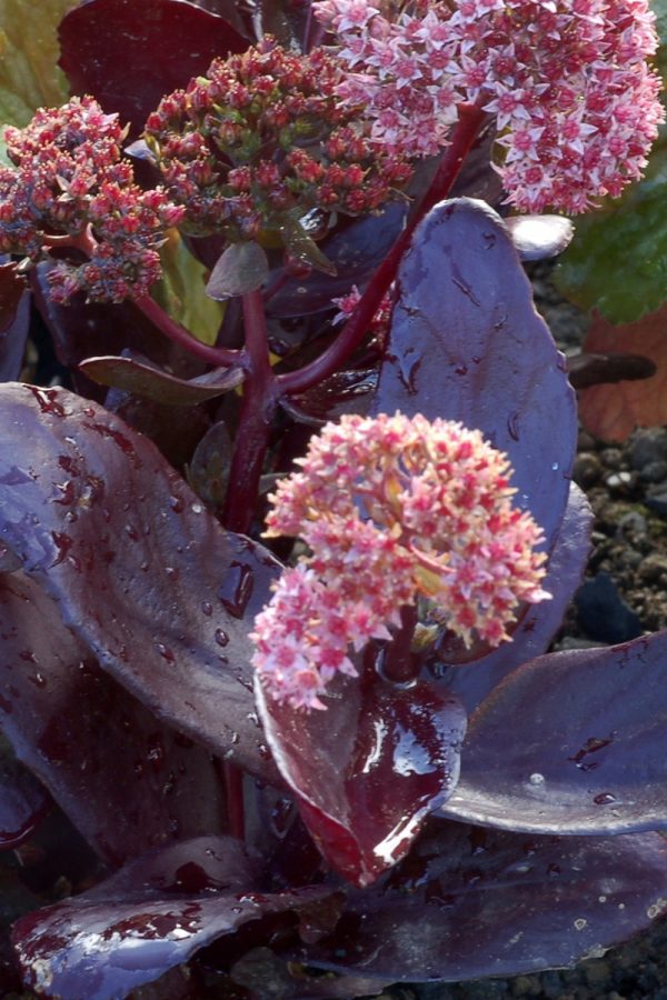 Sedum 'Chocolate Drop'