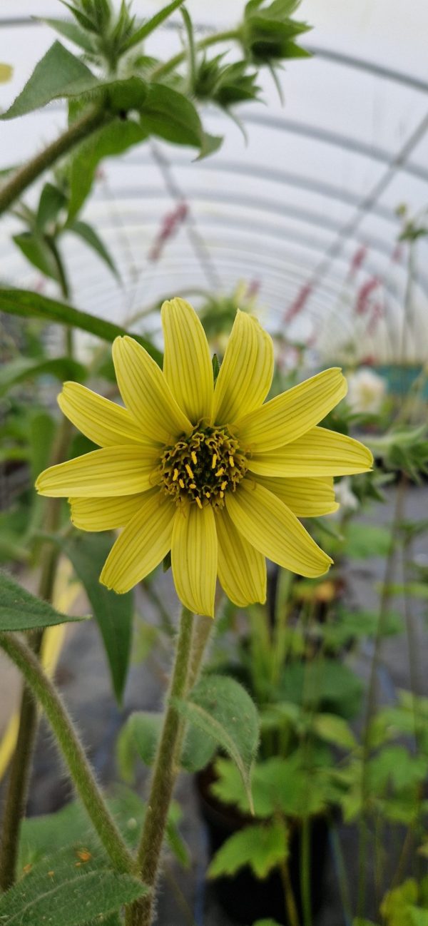 Silphium mohrii