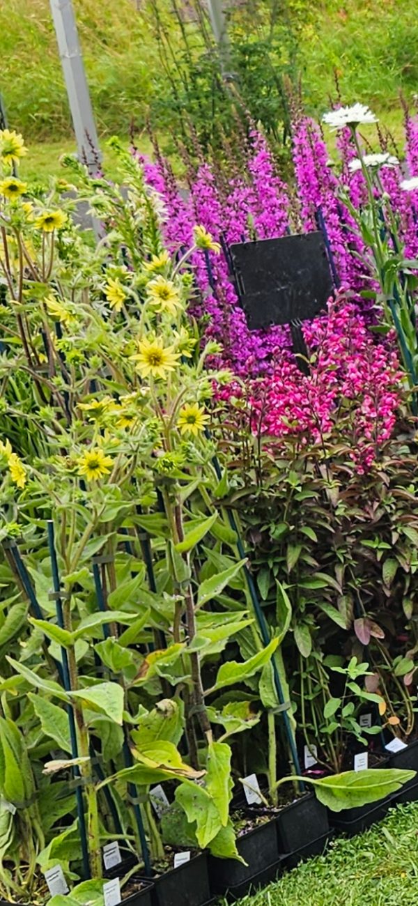 Silphium mohrii Silphium mohrii