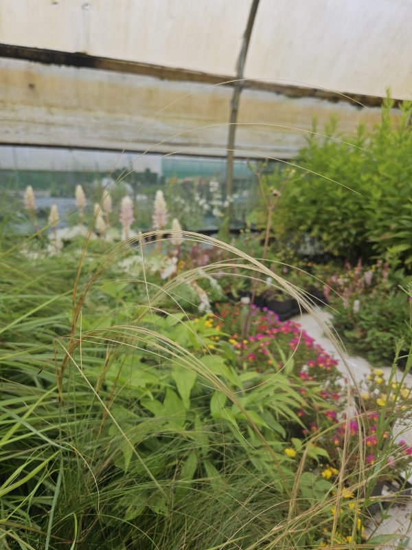 Stipa pennata Stipa pennata