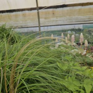 Stipa pennata
