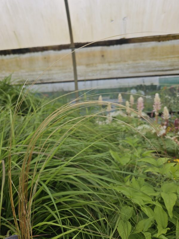 Stipa pennata2 Stipa pennata