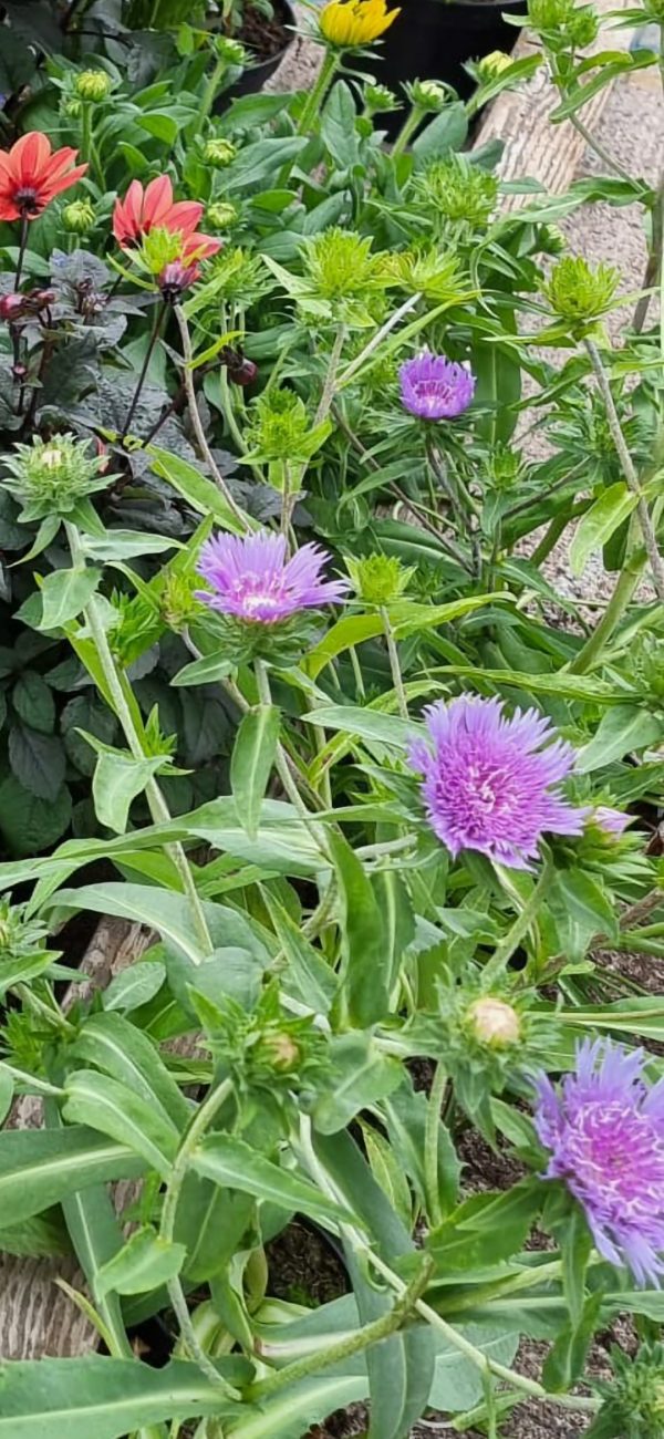 Stokesia laevis 'Blue Star'
