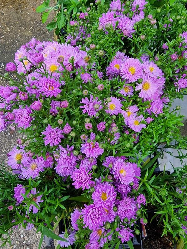 Symphyotrichum dumosus 'Sapphire' (Autumm Jewels Series)