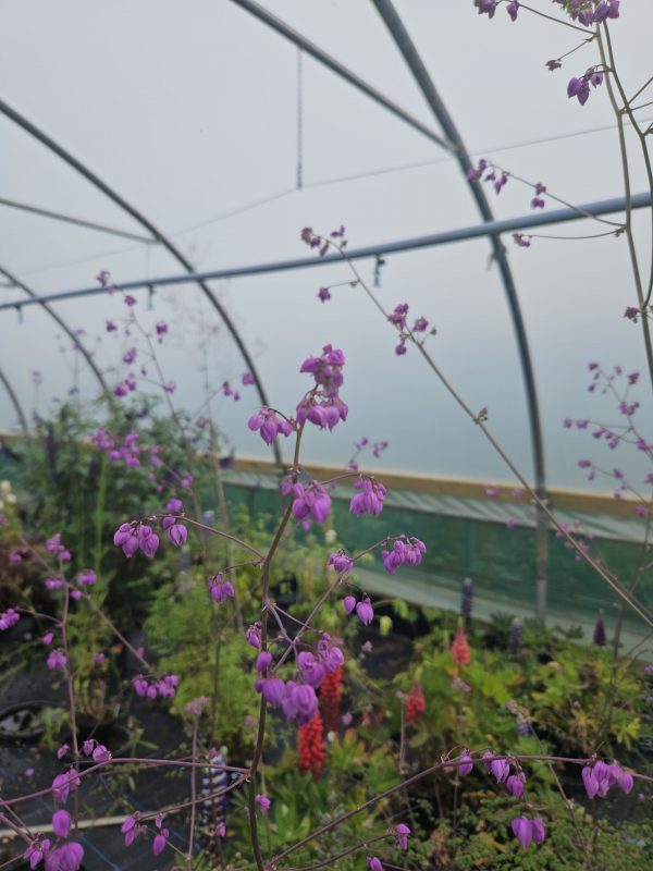 Thalictrum delavayi var. decorum Thalictrum delavayi var. decorum