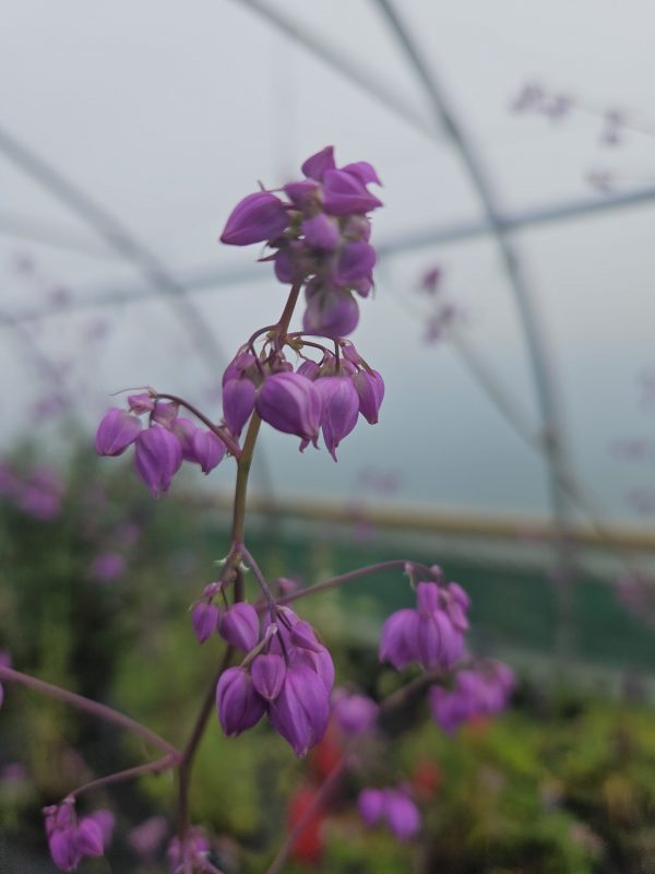 Thalictrum delavayi var. decorum2 Thalictrum delavayi var. decorum