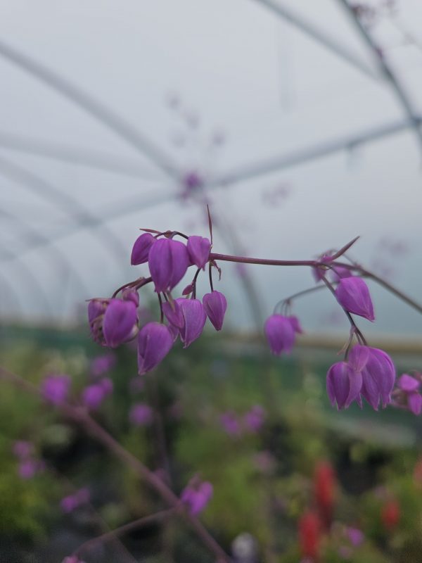 Thalictrum delavayi var. decorum3 Thalictrum delavayi var. decorum