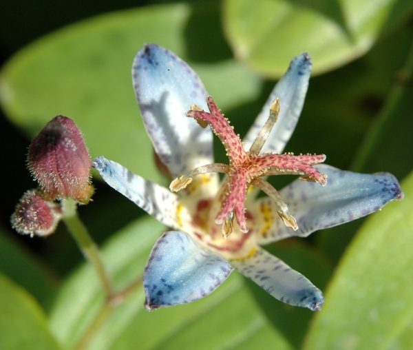 Tricyrtis hirta 'Taiwan Adbane'
