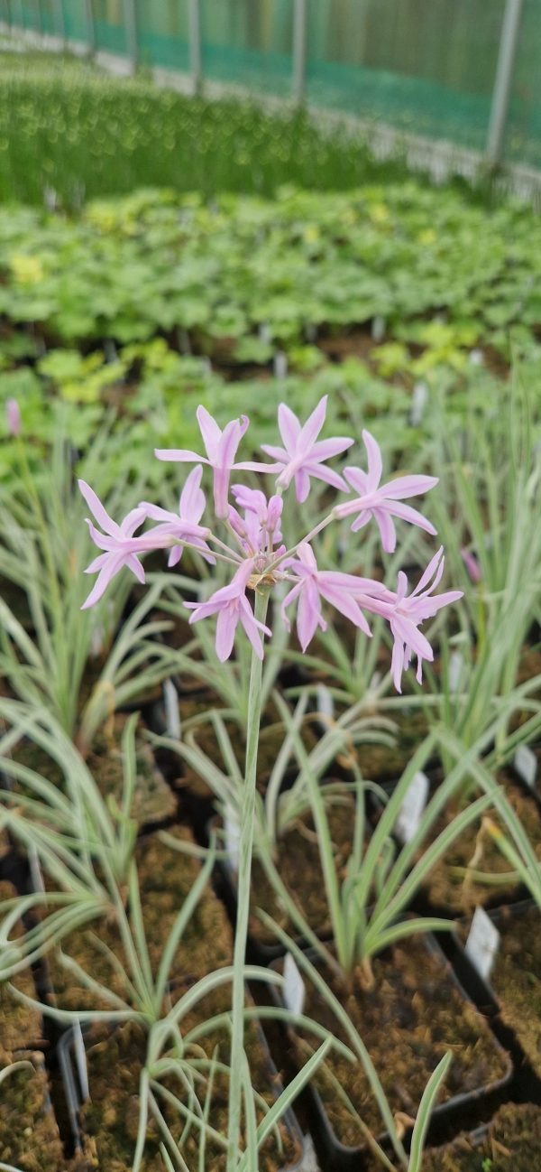 Tulbaghia silver lace