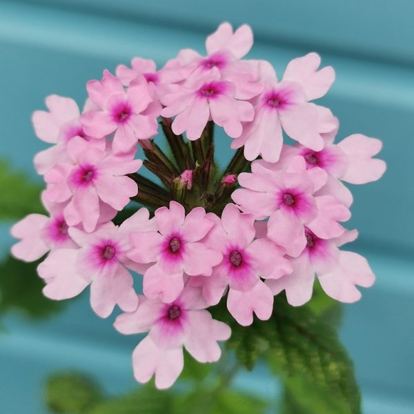 Verbena 'Margaret's Memory'