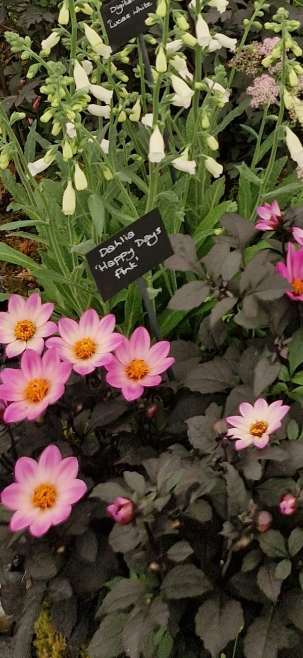 Dahlia 'Happy Day Pink' Dahlia 'Happy Day Pink'