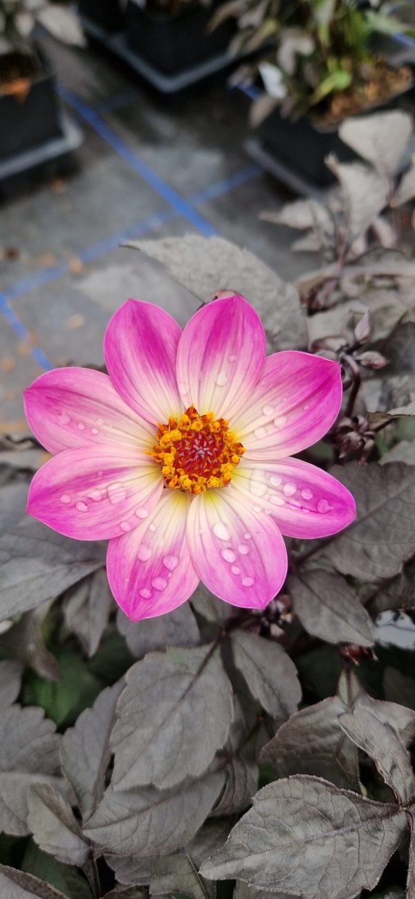 Dahlia happy day pink Dahlia 'Happy Day Pink'