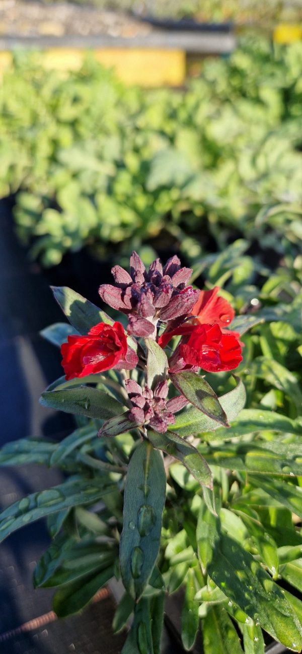 Erysimum 'Colour Vibe Red'