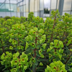 Euphorbia x martinii
