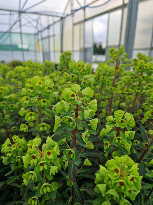 Euphorbia Martinii Euphorbia x martinii