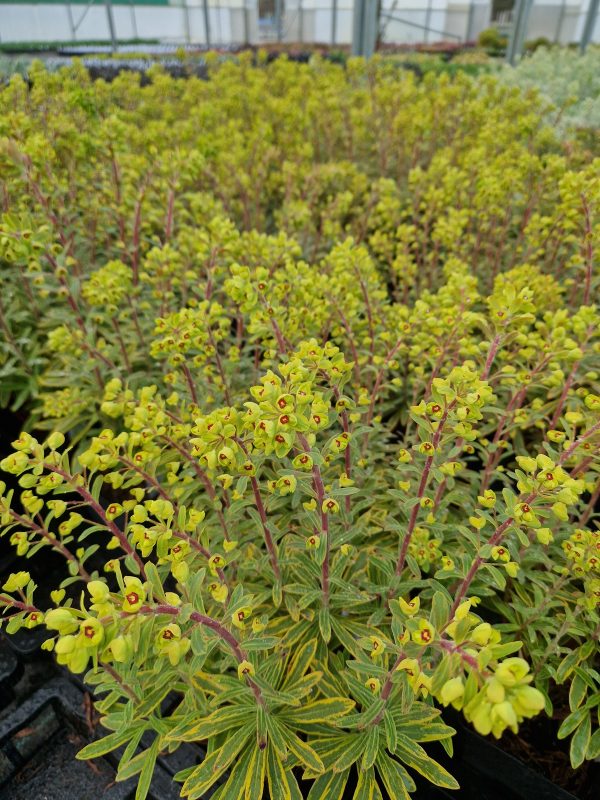 Euphorbia ascot rainbow