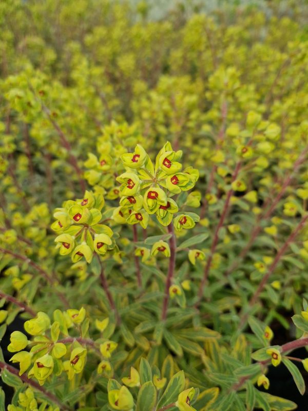 Euphorbia ascot rainbow2