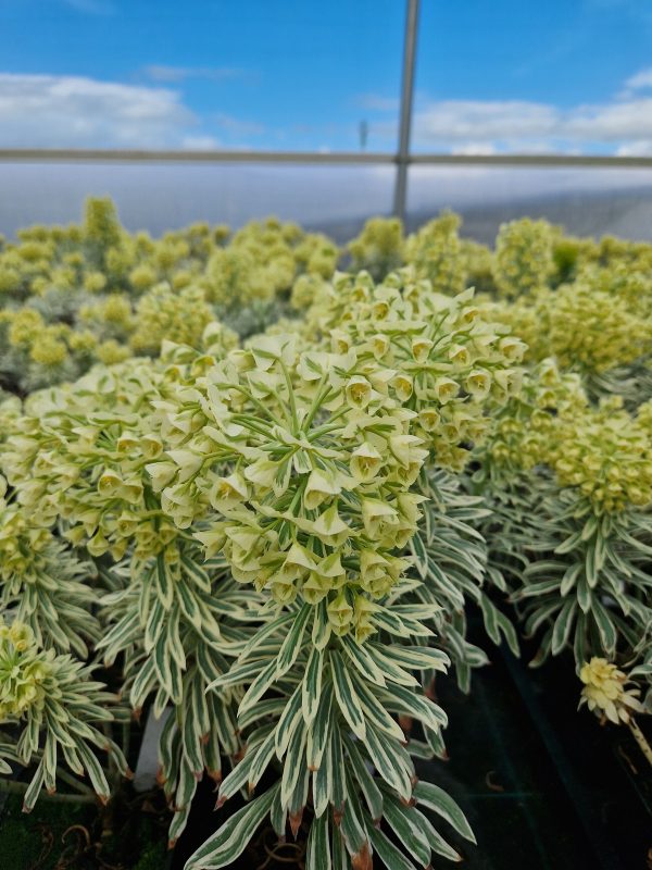 Euphorbia tas tiger2