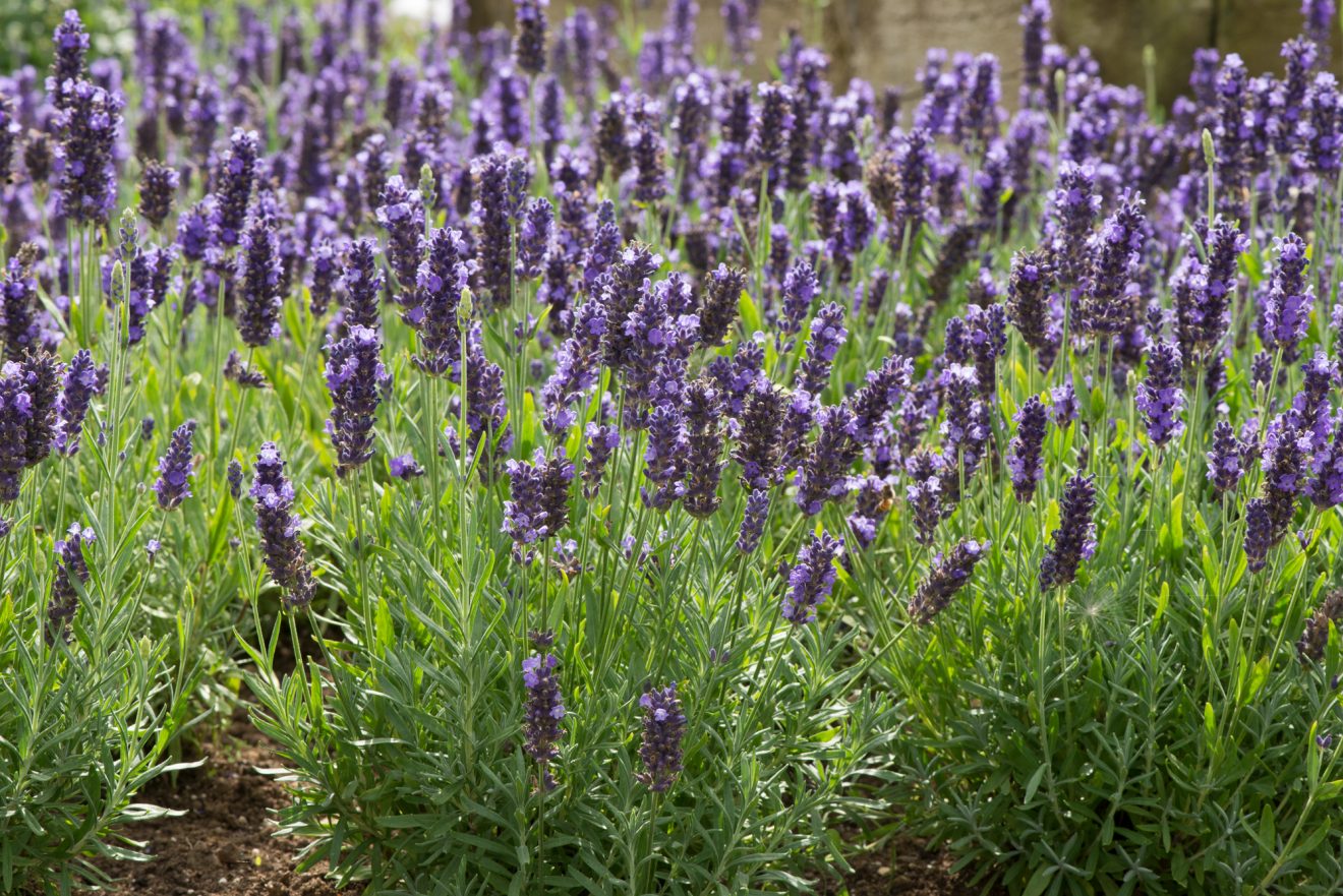 20 x Lavandula angustifolia 'Spear Blue' | Proctors Nursery