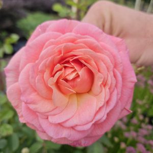 'Peach Melba' (climber)