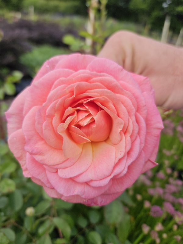 'Peach Melba' (climber)