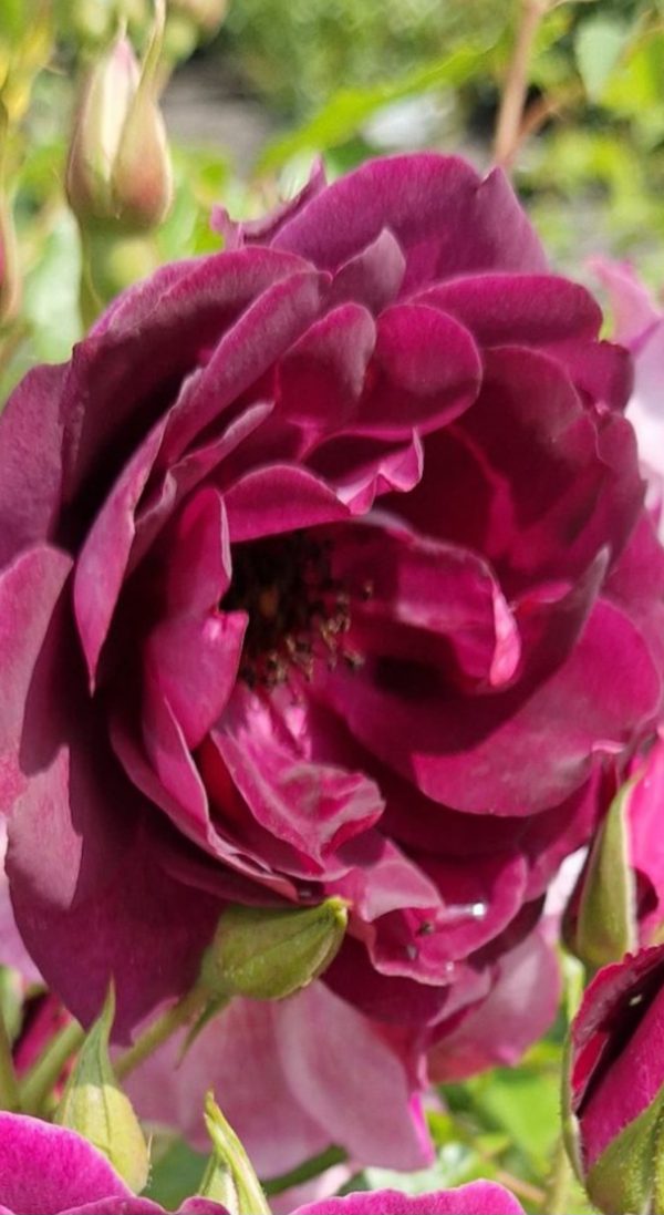 Rosa 'Burgundy Ice' Rosa 'Burgundy Ice'