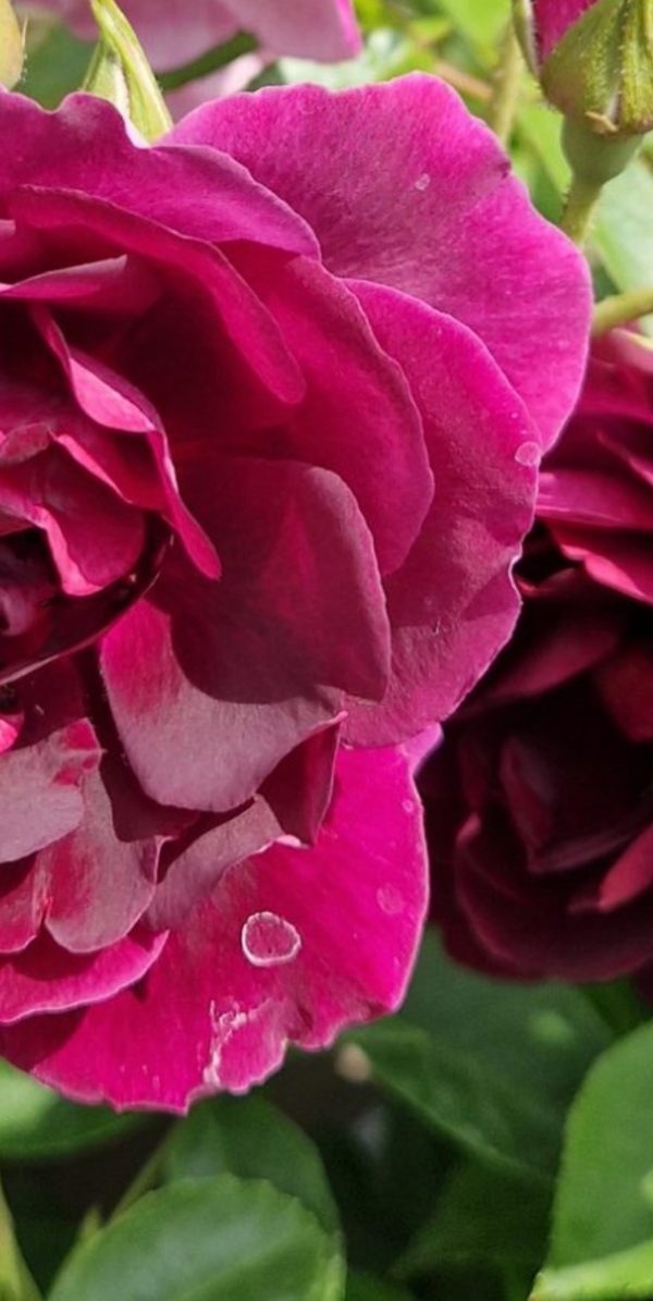 Rosa 'Burgundy Ice'2 Rosa 'Burgundy Ice'