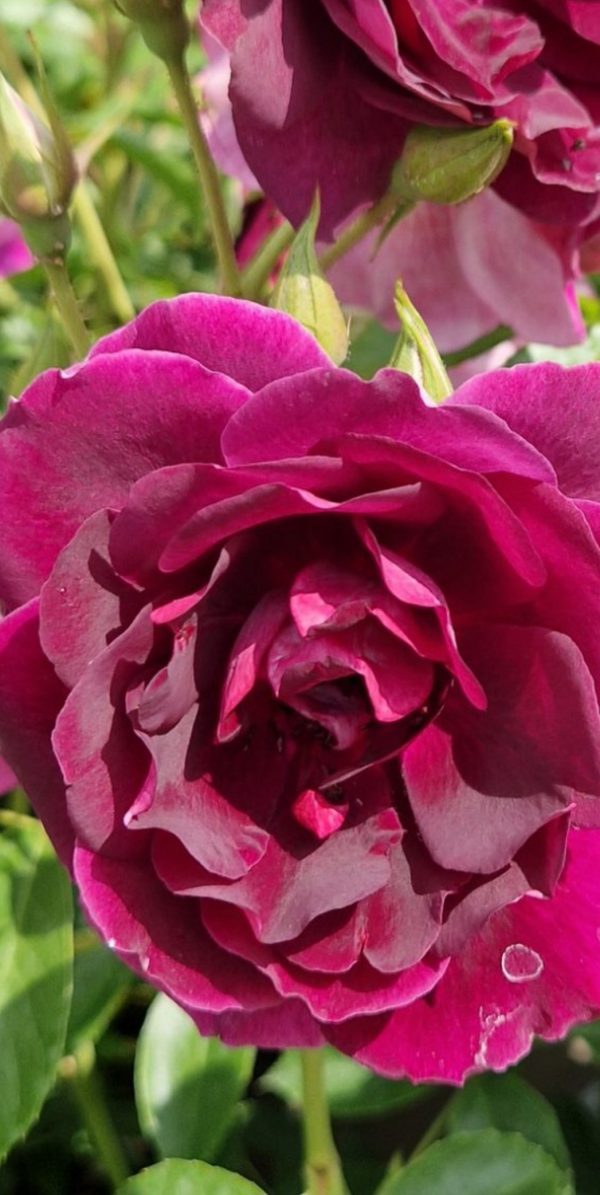 Rosa 'Burgundy Ice'3 Rosa 'Burgundy Ice'